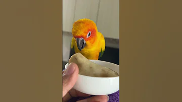 Julie Like To Eat Banana Birds Sunconure Parrot Cute Pets Love Julie Creaturelives 