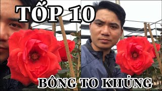 TỐP 10 GIỐNG HOA HỒNG BÔNG TO NHẤT ĐƯỢC TRỒNG TẠI VIỆT NAM.CHUẨN GARDEN TV screenshot 5