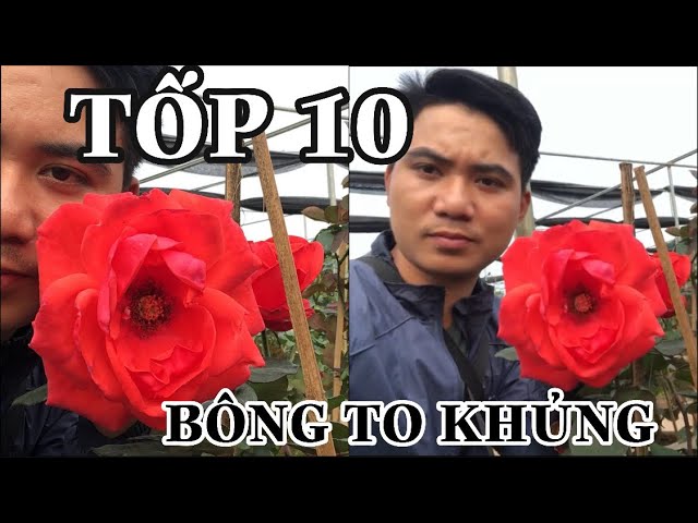 Tốp 10 Giống Hoa Hồng Bông To Nhất Được Trồng Tại Việt Nam.Chuẩn Garden Tv  - Youtube