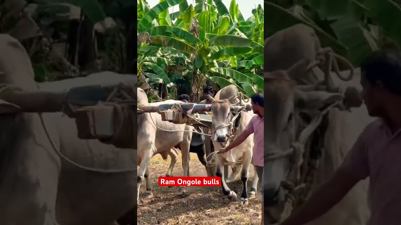 Red mirchi | High speed bull | trending | YouTube | viral | kosuruvaripalem | krishna Jilla |