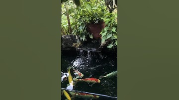 còn cái nịt #trending #vietnam #shorts #vairalvideo #diy #foryou #cákoi #amnhac #thugian #cácảnh