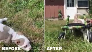 Paralyzed Rescue Pit Bull Puppy Gets Wheelchair to Walk Again!!!