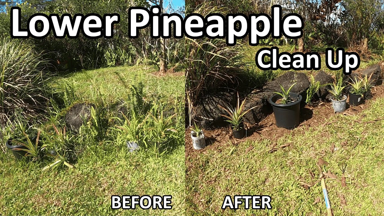 Heavy Duty Yard Cleanup Clearing the Lower Pineapple Patch