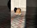 Вери и Эмбер наслаждаются весенним солнцем ☀️🐶 | Гостиница для собак в Полтаве