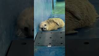 Baby seal 🦭❤️💕 #animals #animallife #cuteanimal #seal #funnyanimal