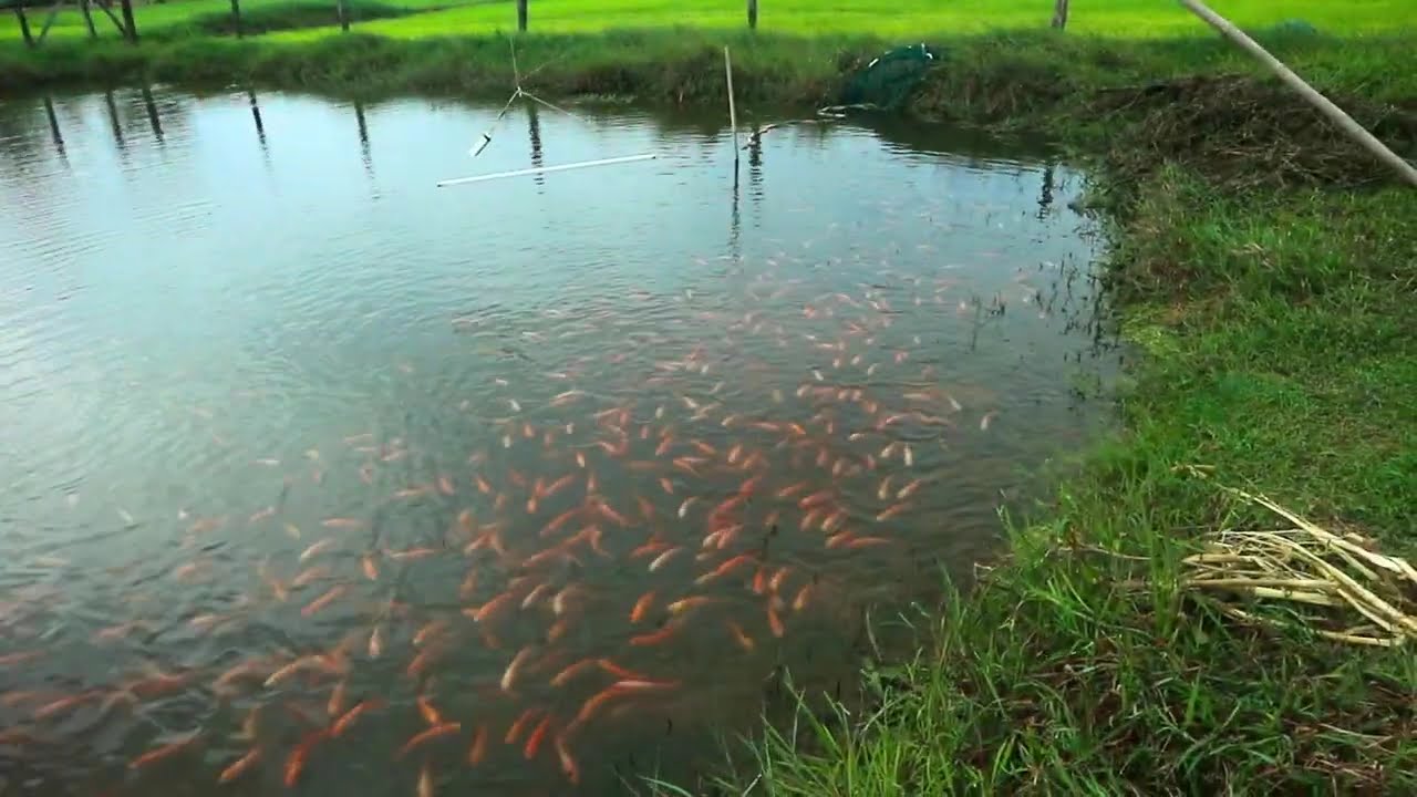 Small scale tilapia farming site Cambodia