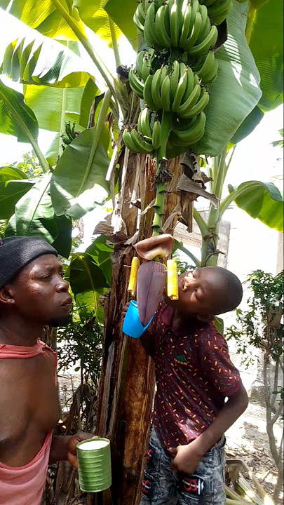 Download lagu nyoka ageuka ndiz wauni wamlaaa #angakingawitaypagibig #comedy #ayam #comedyfilms