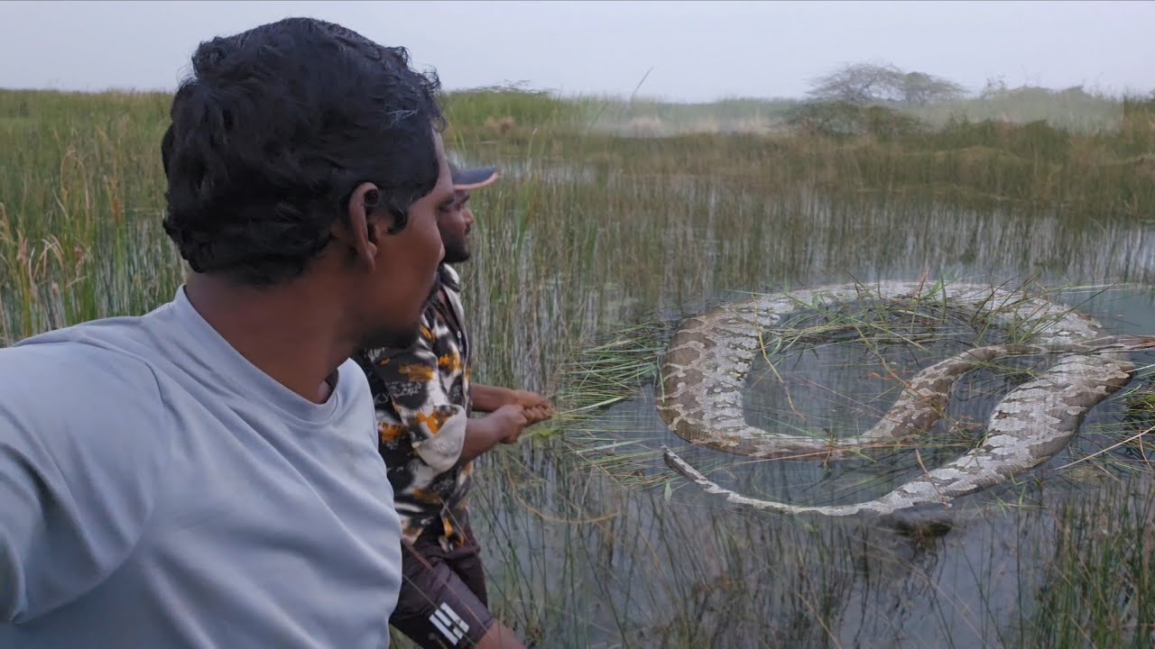 చేపలకి వల వేస్తే పెద్ద కొండచిలువ పాము పడింది | #krupahanokfishing 