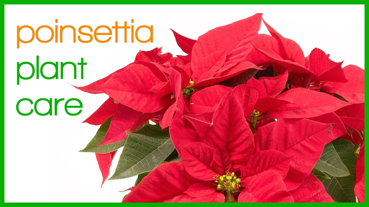 Poinsettia Plant Care 