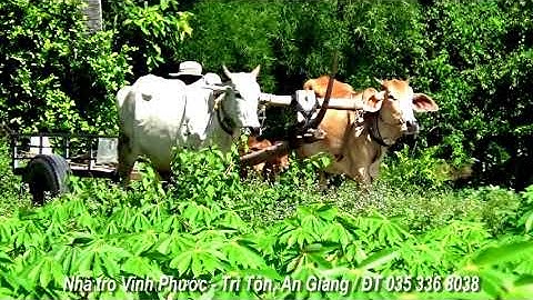 Đôi bò để kéo xe và cũng là để cầy ruộng cho nông dân quê tôi - Núi Tô, Tri Tôn, An Giang 23/06/2021