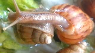 The Secret Lives of Garden Snails (A Beautiful Macro Journey)