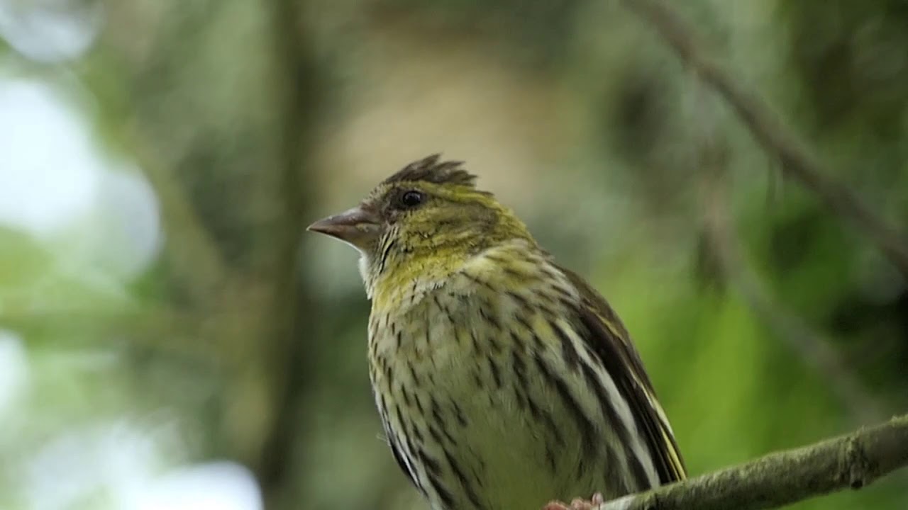 Basketball Bird YouTube