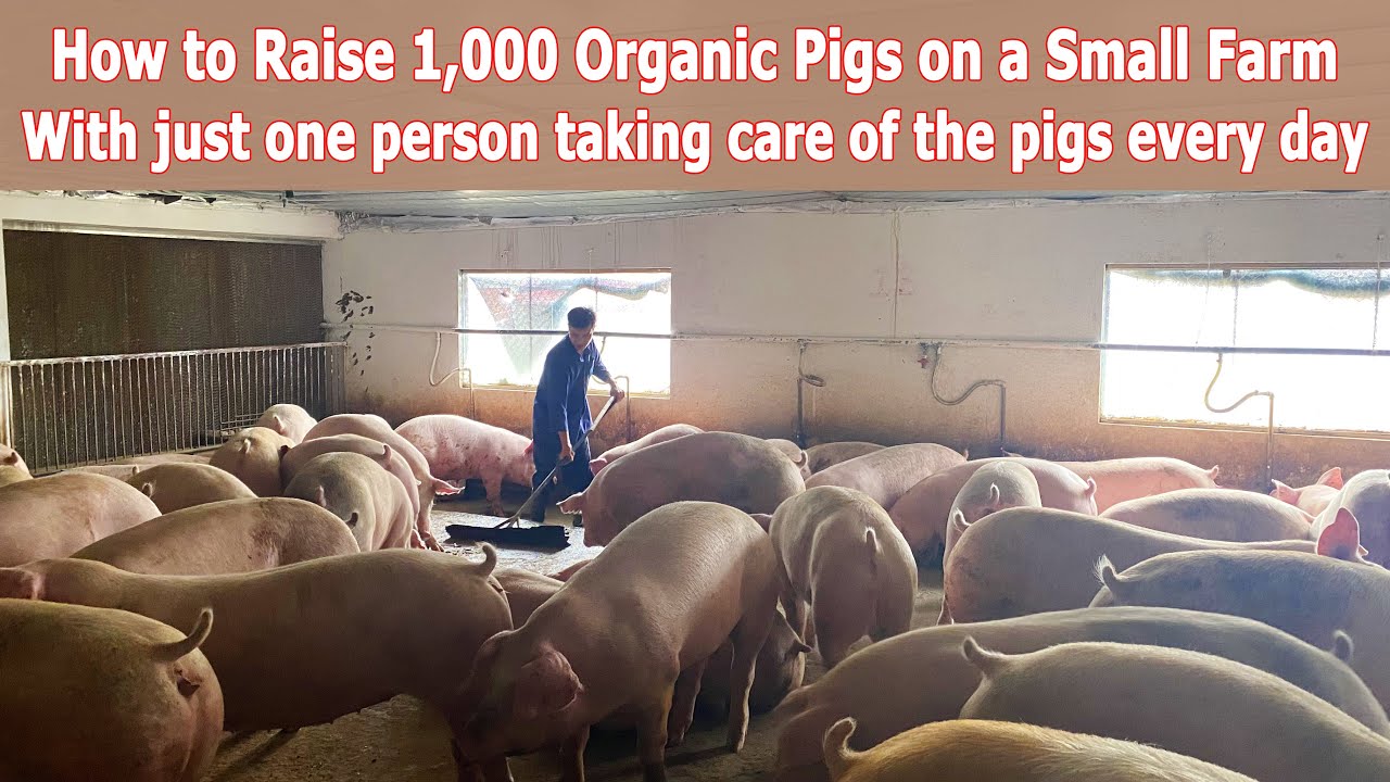 Daily Organic Pigpen Care Techniques to Help Pigs Grow Fast and Stay ...