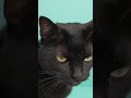 Why Cats Act So Independent