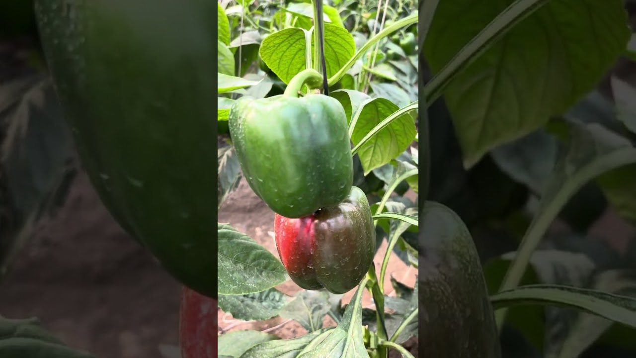 Red yellow Capscicum crop