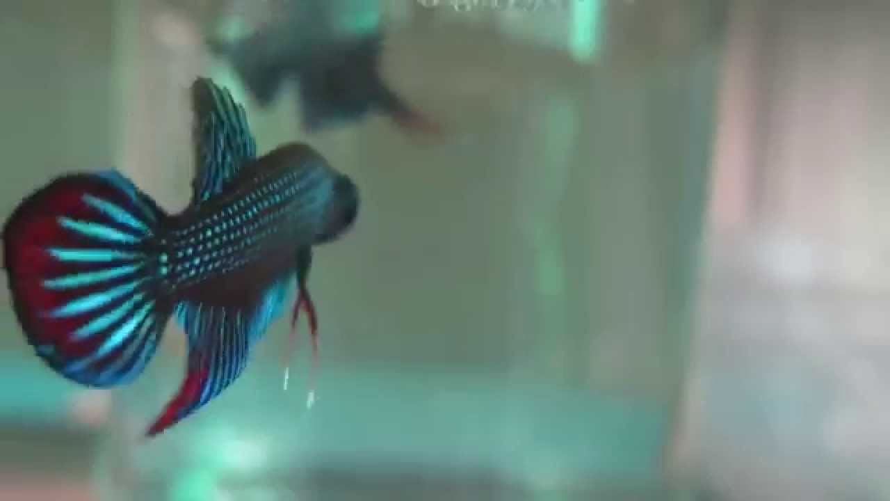 camera iphone 8 plus apk Wild caught Imbellis Penang Oct 21st 2014