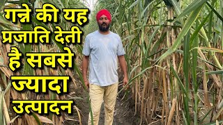 गन्ने की इस प्रजाति की लंबाई और वजन कर देगी हैरान सबसे नई वैरायटी जबरदस्त उत्पादन