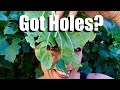 Holes in Your Leaves? Organic Spray for Cabbage Loopers with Neem & Peppermint Oil // Fall Garden #4