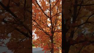 Beautiful Autumn 😯😍 #youtubeshorts #australia #naturelovers