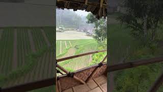Hujan Deras Di Saung Sawah Bikin Malas Ngapa Ngapain