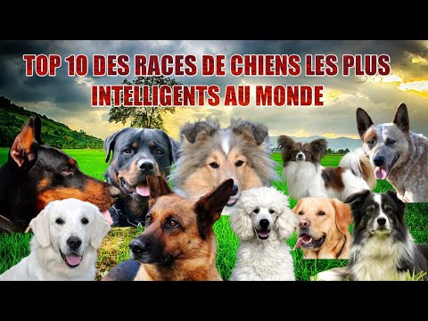 Top 10 des races de chiens les plus intelligents au monde