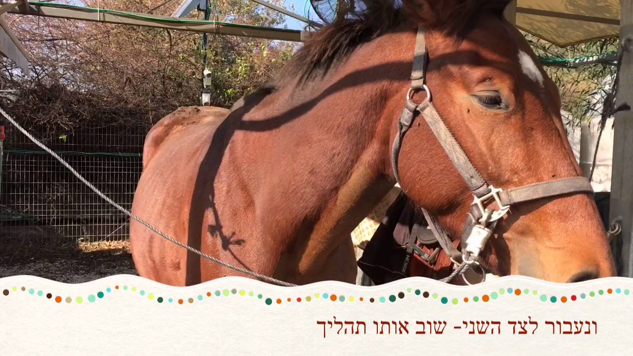 איך מגלחים סוס how to shave a horse YouTube