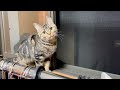 夜風を楽しみながら飼い主の仕事を邪魔しにきてしまった子猫w