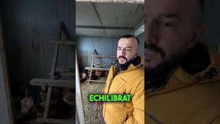 Rasa Kabir Puiul Perfect Pentru Curtea Românului