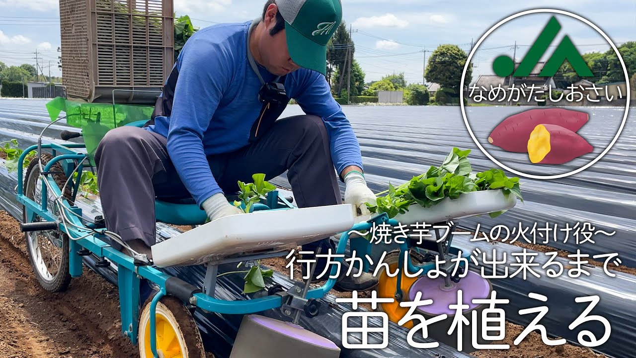 苗を植える～焼き芋ブームの火付け役 JAなめがたしおさいの行方かんしょができるまで～