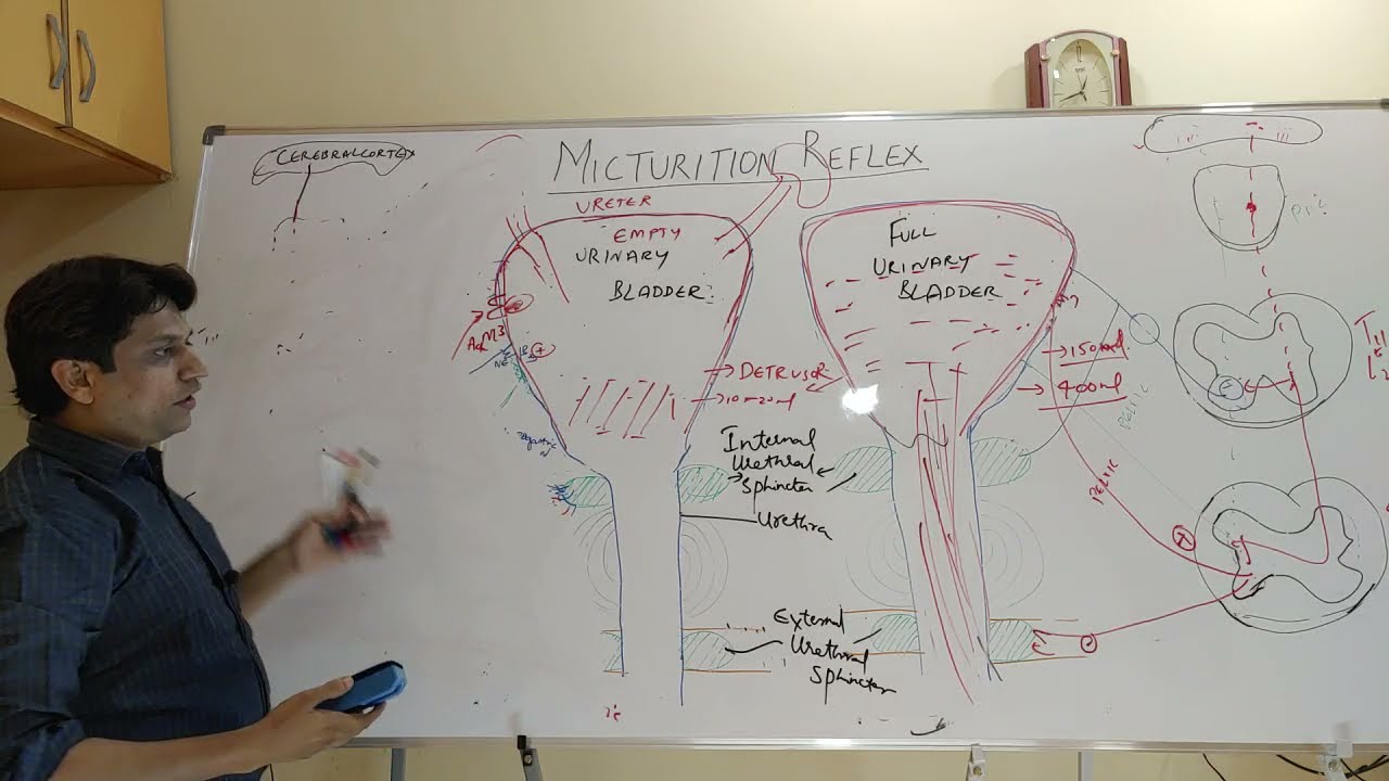 Micturition reflex | In Hindi | cystometrogram | Renal | Physiology | MBBS | Medical students |