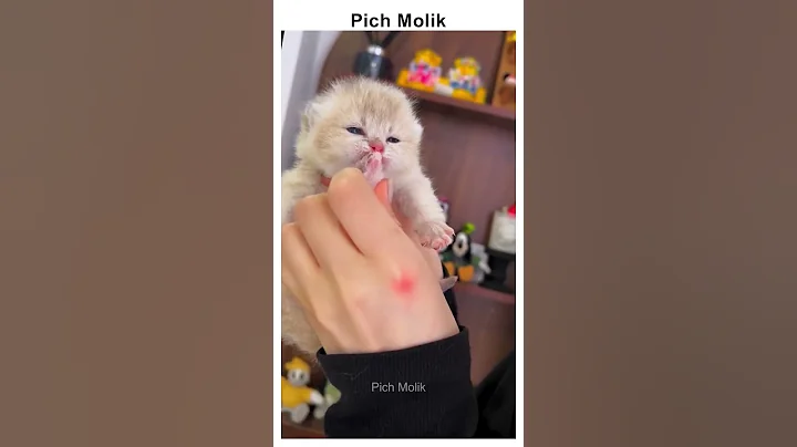 Watch the video about Funny Kitten Reaction Moment😄 #shorts #funny #cute