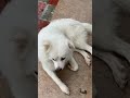 Beautiful puppy