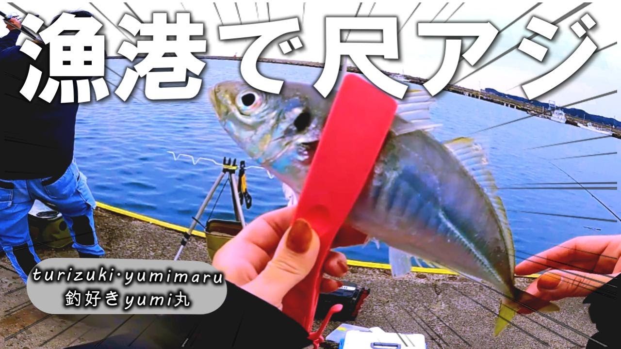 【勝浦漁港】思わぬ釣果に驚く！！久しぶりの漁港で尺アジGet！忙しい時になる携帯の回避能力が特殊過ぎる！＃尺アジ＃外房釣り＃千葉釣り