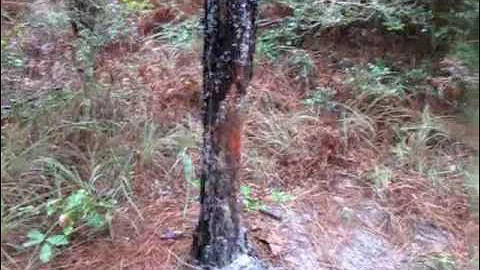 Deer rubs and hog scratching post