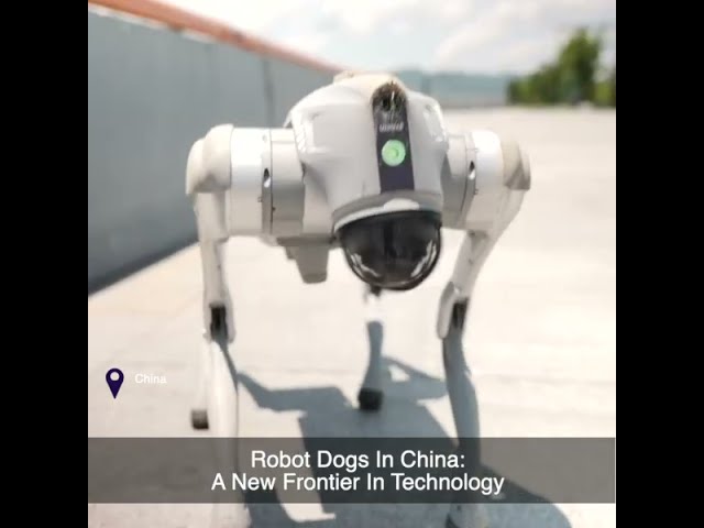 鳥山ロボット 犬散歩 40周年（遊びにもSTEM教育にも。小型犬