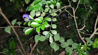 #gardeningtips #naturevideo #homegardening #flowers #garden #gardeningwithjyotsna #freshflowers