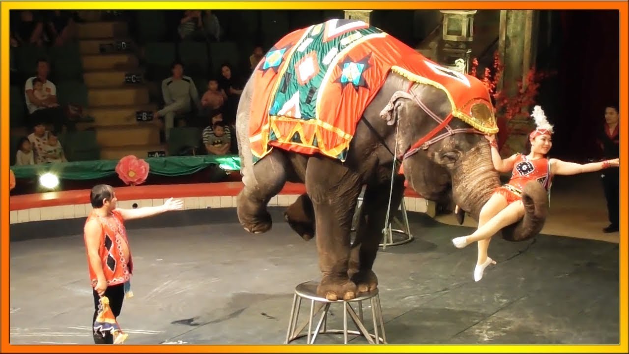 Девочка и слон цирк кисловодск. Животные в цирке. Слон в цирке. Слоны в цирке. Цирковой дрессировщик.