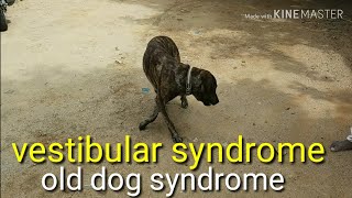 Circling in pet dog, reasons, treatment options/ vestibular syndrome /old dog disease/imbalance dog