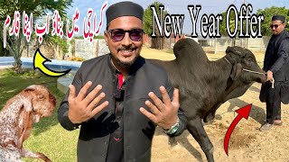 New Year Offer 2026 🎉 | Karachi Mein Apna Cattle Farm?! 😱🐄 | Cattle Farming Business Revealed! screenshot 2
