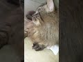 uluh uluh gitu ya kalo lagi ngambek🤣🤣 #kucinganggoralucudanimut #kucinglucu #kucing