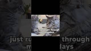 Cat vs Kittens