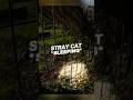 This Stray Cat Greets Its Favorite Person After 5 Years #shorts #cat #cats #catvideos #catshorts