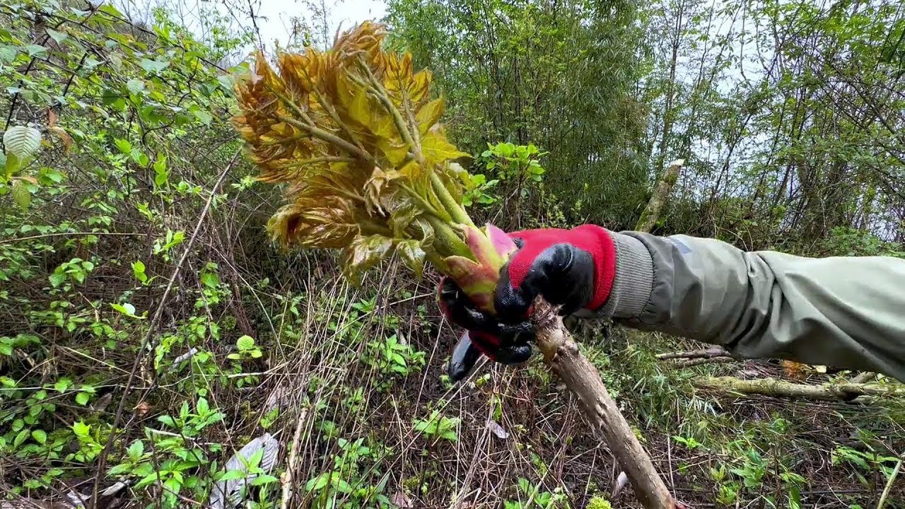 一顆樹長了幾十朵刺籠苞，採摘的過程太爽了，全是精品！