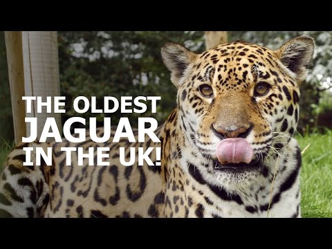 The OLDEST jaguar in the UK - The Big Cat Sanctuary