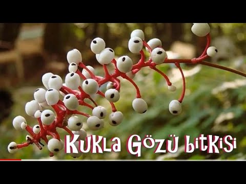 Video: Baneberry Məlumat: Ağ Baneberry Doll Göz Bitkiləri Yetişdirilməsi