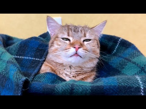 猫を電気毛布で包んだら活動停止しました…笑