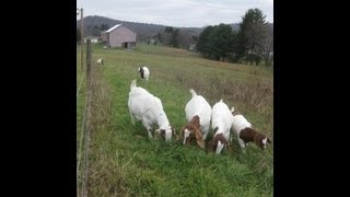 Goats on Pasture/Morning grain time