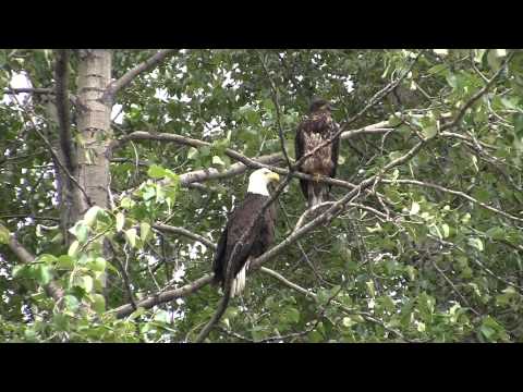 Eagles.MTS