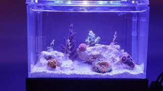 mini complete tank reef