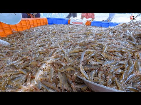 Udang Jumbo Shrimp